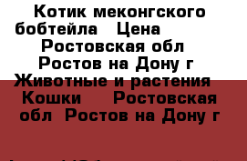 Котик меконгского бобтейла › Цена ­ 7 000 - Ростовская обл., Ростов-на-Дону г. Животные и растения » Кошки   . Ростовская обл.,Ростов-на-Дону г.